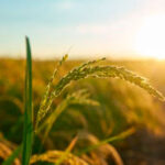 agroalimentario blank